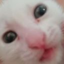 pipillca