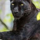 LeoBlackArt