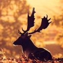 black1deer