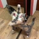 _kittyyy_cat_