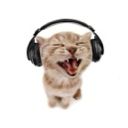 kittywv