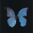 blueheart_dreamer