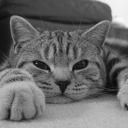 Sashacat305