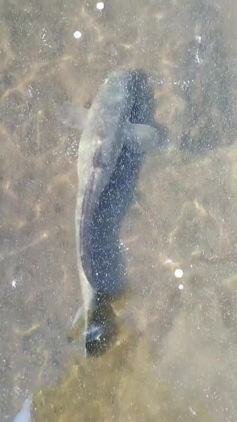 VID-20251018-WA0009.mp4