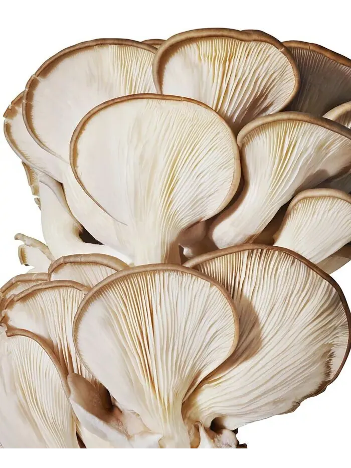 Доктор Эндрю Вейл для Origins Успокаивающий лечебный лосьон Mega-Mushroom Relief & Resilence, 6,7 — изображение 3 из 3