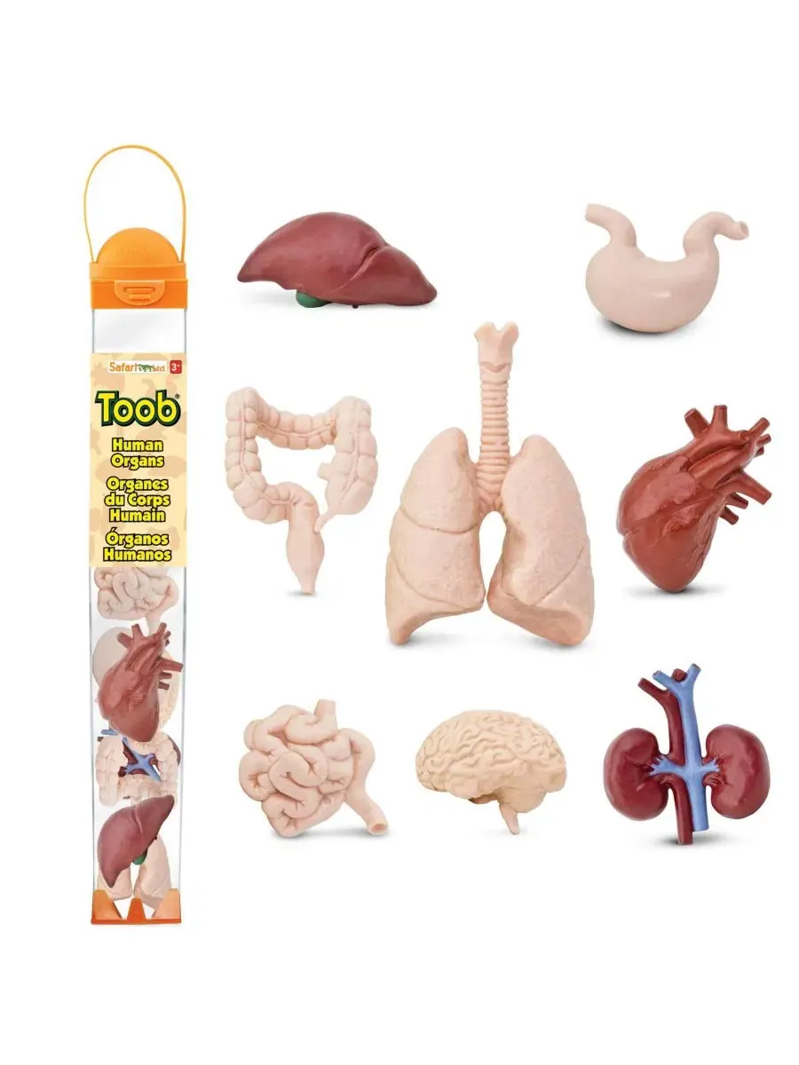 Набор фигурок органов человека Safari Ltd., The Human Organs TOOB — мульти