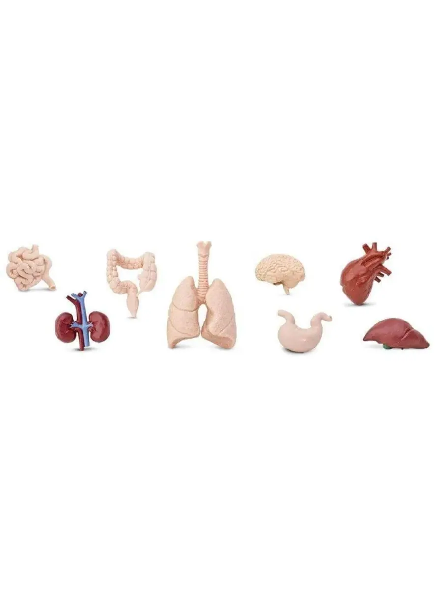 Набор фигурок органов человека Safari Ltd., The Human Organs TOOB — изображение 3 из 3, нет цвета