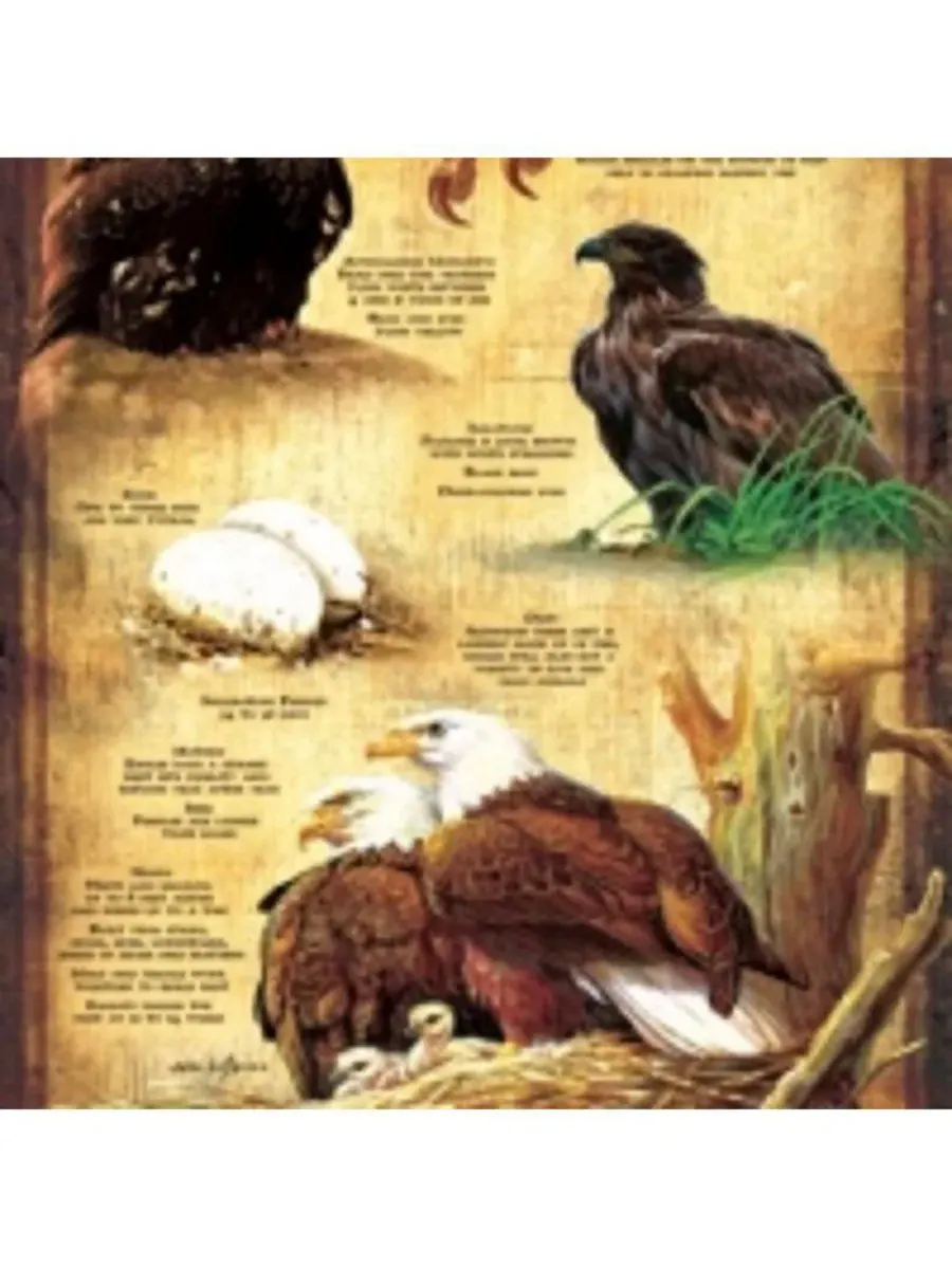 Пазл 500 элементов «Life Cycle of the Bald Eagle» SunsOut — изображение 2 из 5, нет цвета