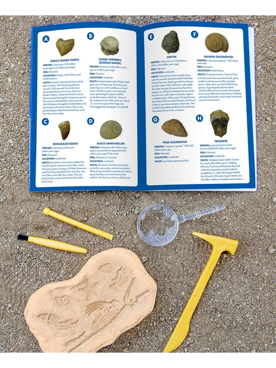 Набор для поиска окаменелостей GeoSafari Jr Educational Insights — изображение 4 из 9, мульти