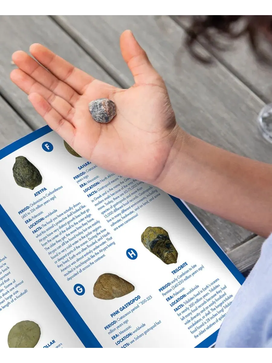 Набор для поиска окаменелостей GeoSafari Jr Educational Insights — изображение 8 из 9, мульти
