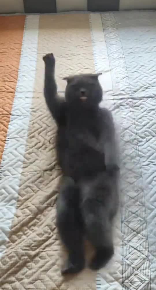 e8a9cd8e61b0dd9a39b21624bf4991e8.mp4