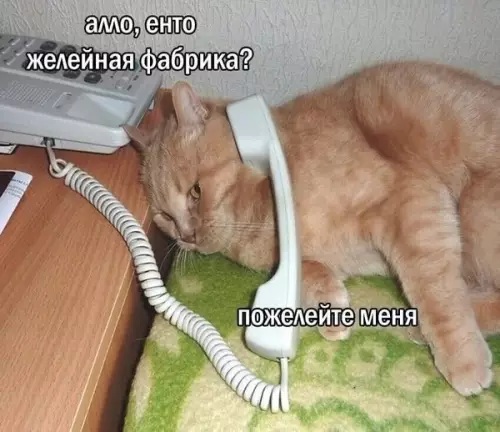 KOTE-TELEFON-PRIKOLY-DLY-DAUNOV-9144940.jpg