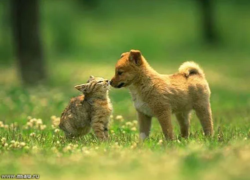 Фото места захоронения