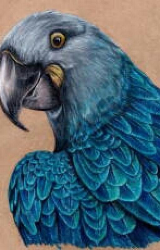 Жизнь Синей Ары