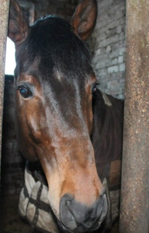Конный спорт- это ЖИЗНЬ