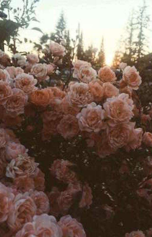 одна жизнь на двоих