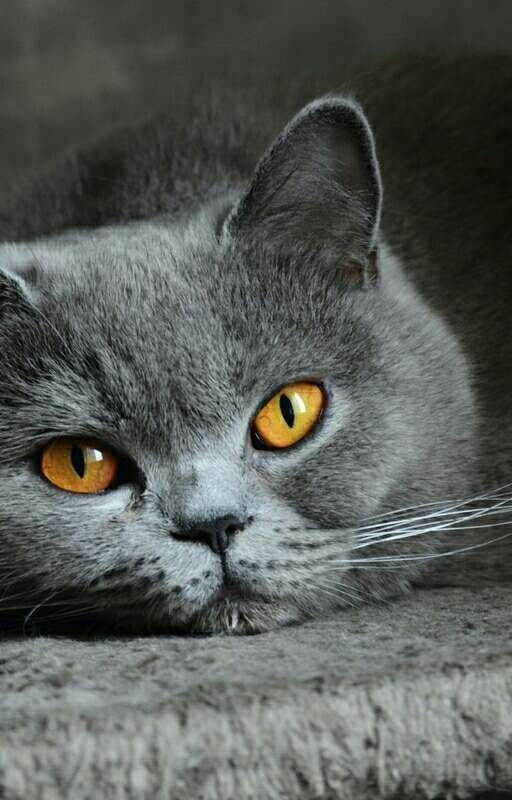 <<Жизнь кота Тома>>