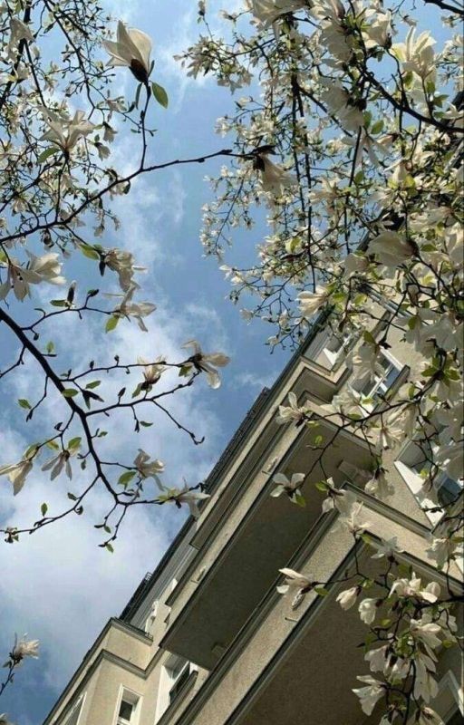 Жизнь в ками