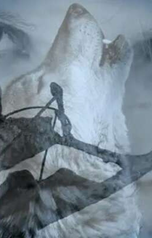 Я  нашла тебя