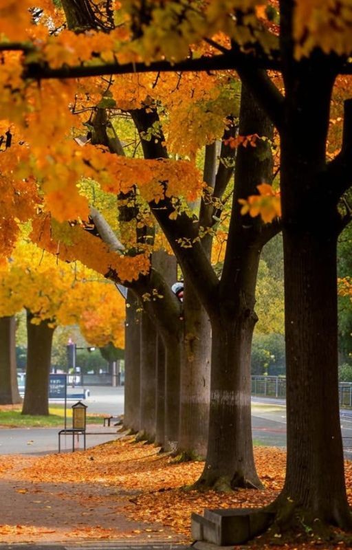 Что такое осень? Это небо!