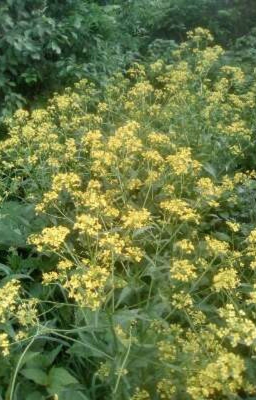 Всегда Идти К Своей Цели