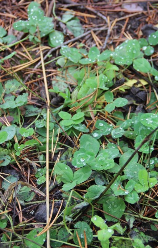 Любовь, депрессия, страх, ненависть, жизнь