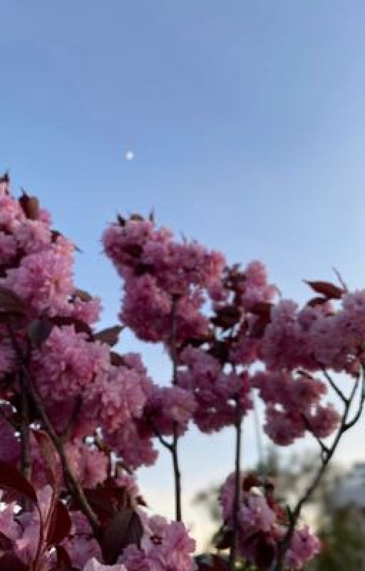 Всё, что я скрывала