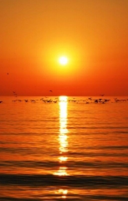 Жёлтые розы - к разлуке