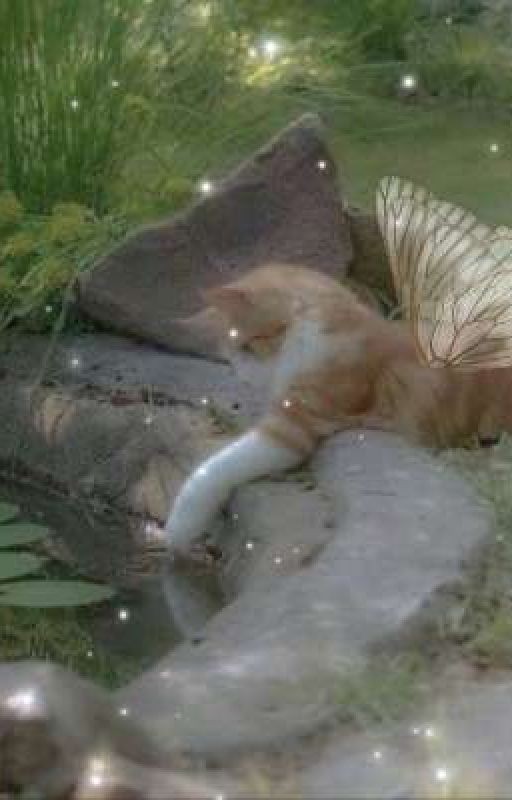 Этот котёнок