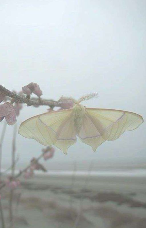 Пьеса об Йозефе и Миетте