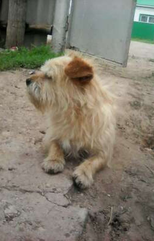 Любовь и Преданность