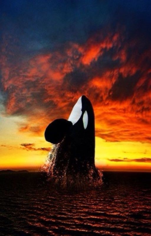 Верный друг закат