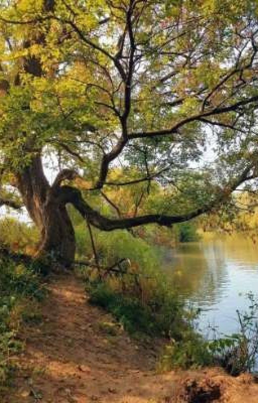 последняя мысль умершего дерева