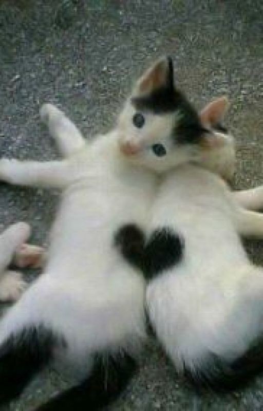 От ненависти до любви