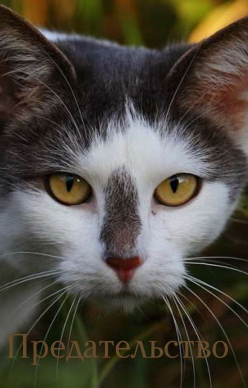 Коты Воители - Предательство