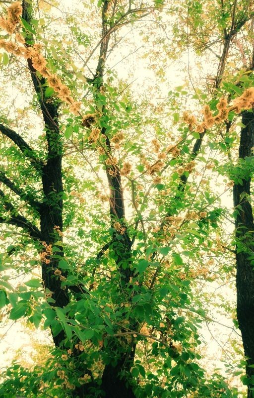 Мемуары,что стали рассказами.Летний ностальгический день и мечта детства