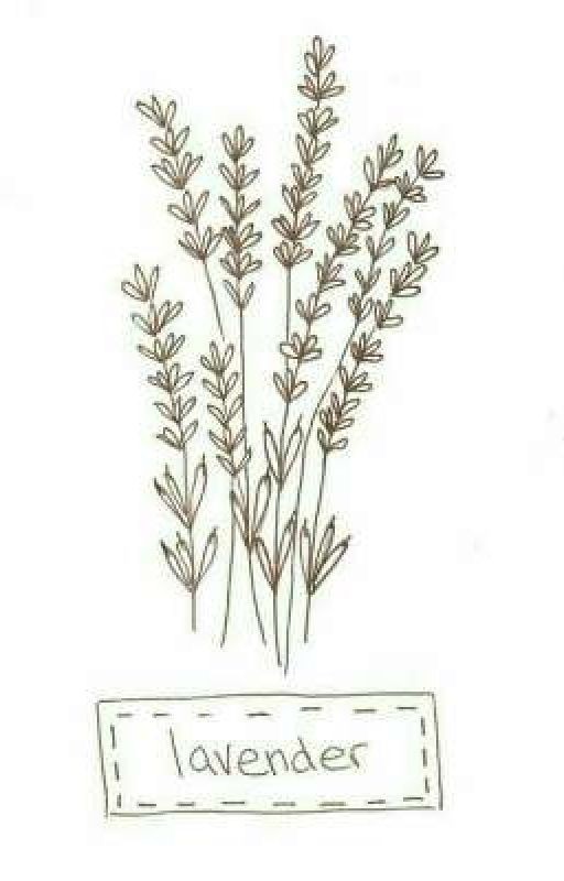 lavander~ ｛ред.｝