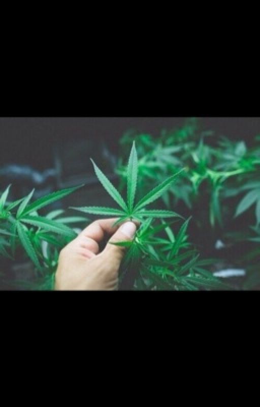 не совсем обычная жизнь Мерлин