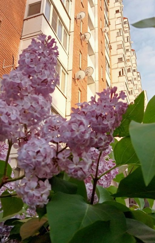 Девушка в окне