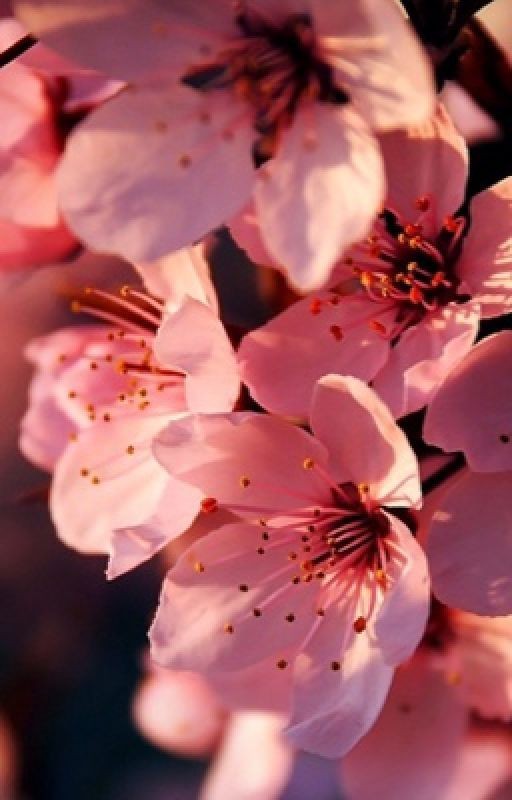 Кровавый след