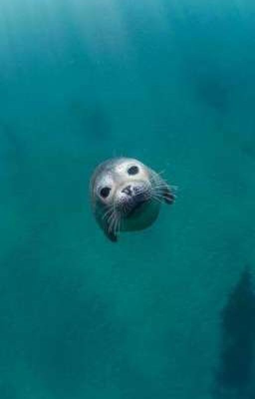 Выживание Тюленя