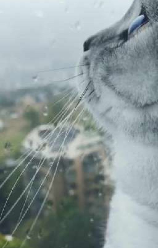 Моя музыка и ее текст