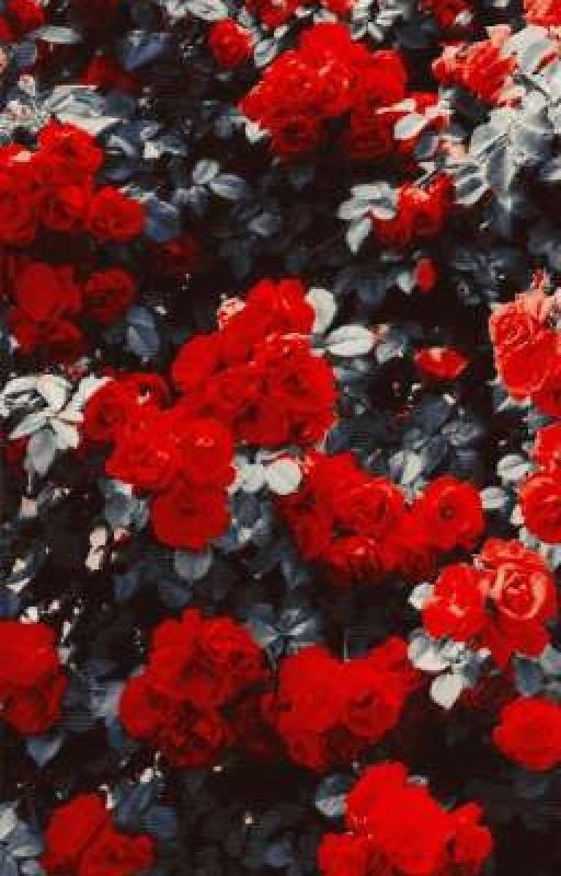 О чем поют розы?