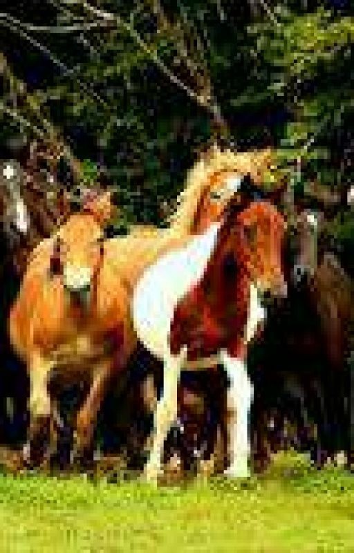 Лошади ,, ФЭНТЕЗИ ,,