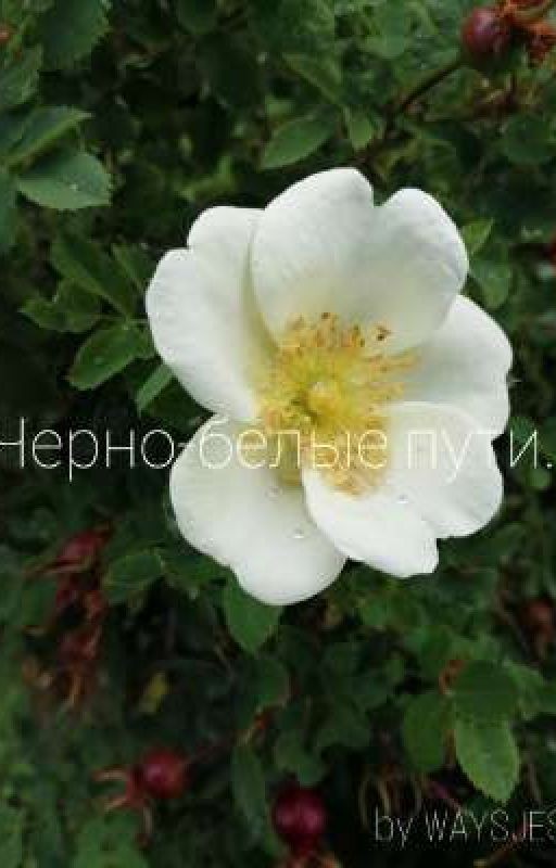 Черно-белые пути