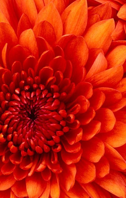 Любовь студентки