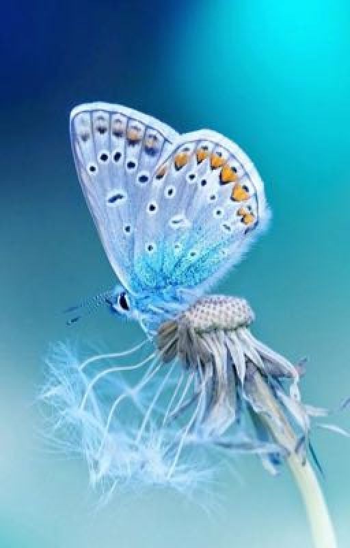 Ментоловые бабочки