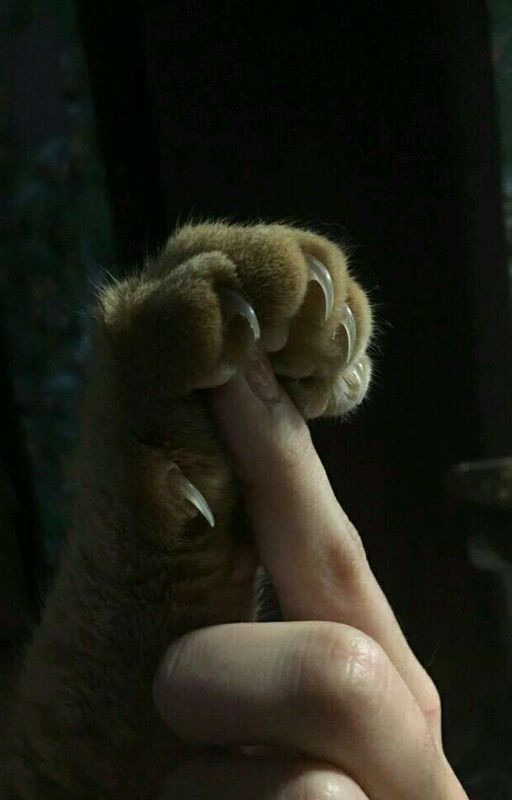 Поцелуй Зигмунда