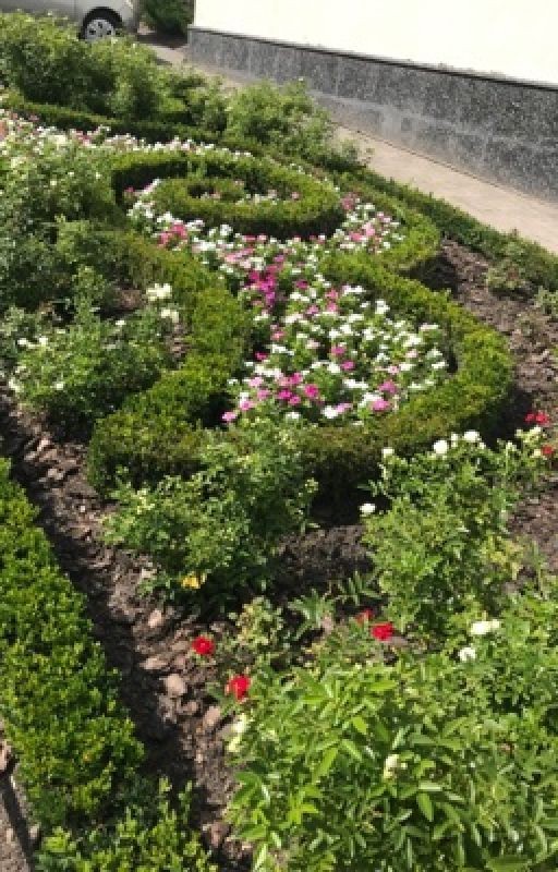 Золотой друг✨