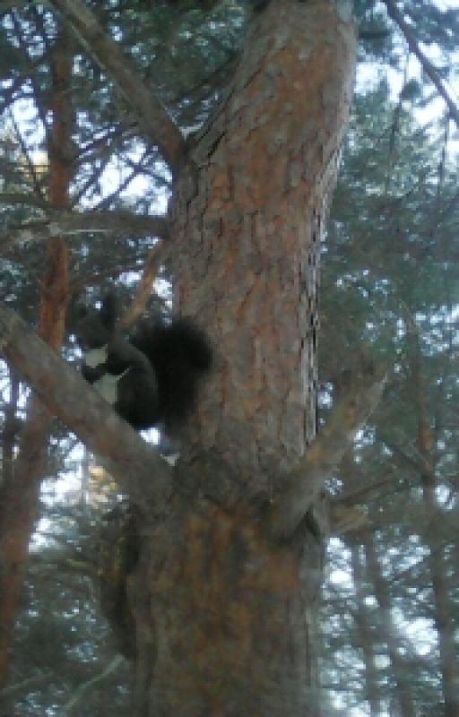 Five Night At Freddy(FNAF)